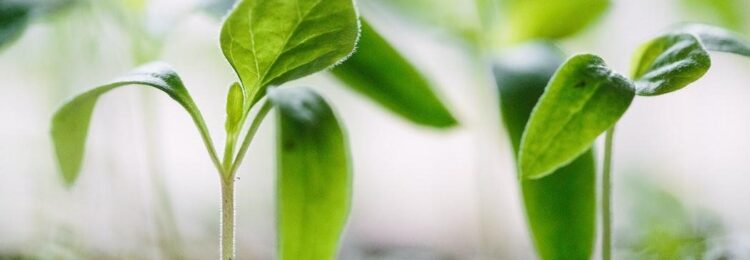 如何提高園藝行業(yè)的搜索引擎知名度