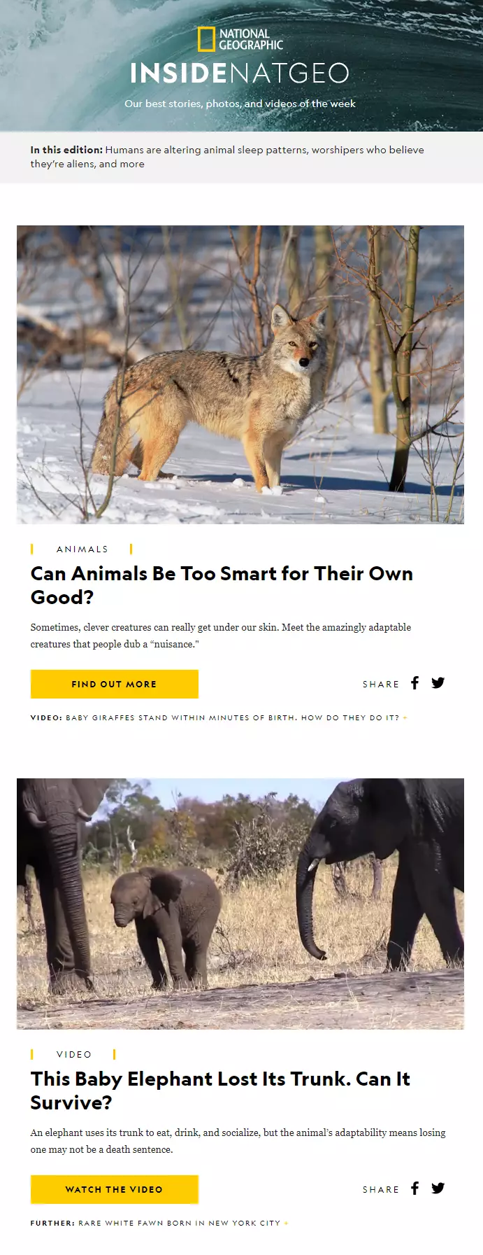 通過電子郵件營銷為 SEO 推廣內(nèi)容 - 國家地理